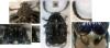 Bruchus sp.